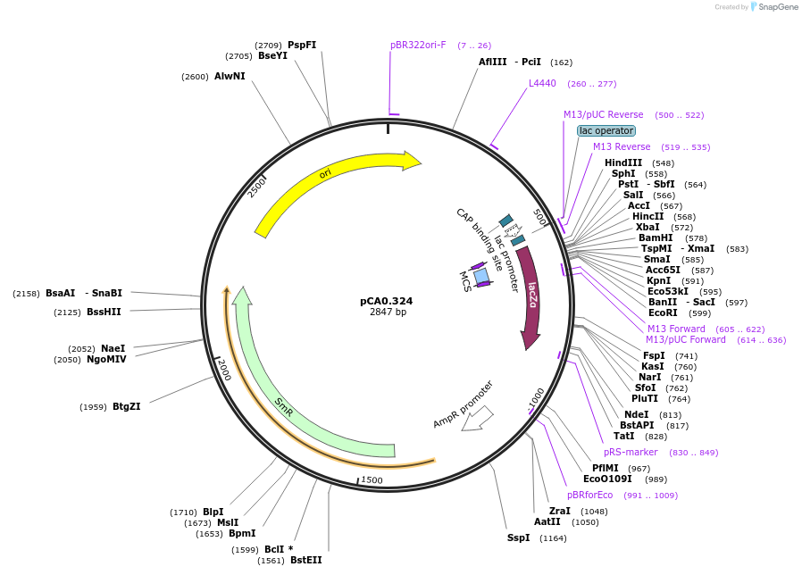 200621-plasmid-map-sequence-id-402516