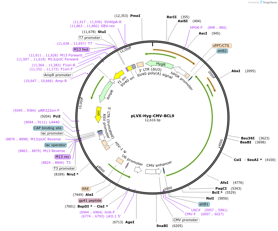 202667-plasmid-map-sequence-id-402524