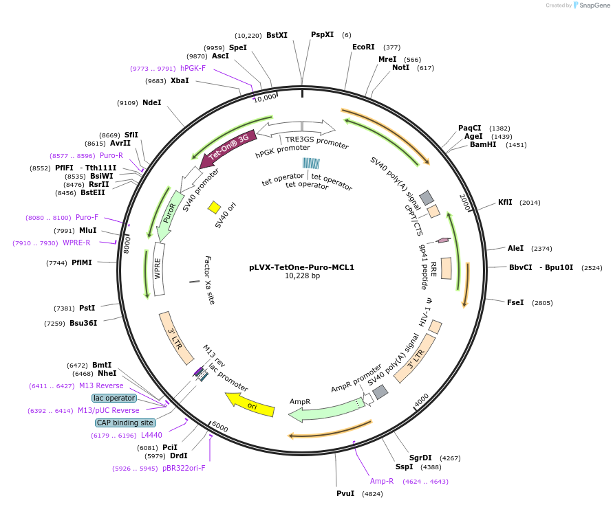 202663-plasmid-map-sequence-id-402525