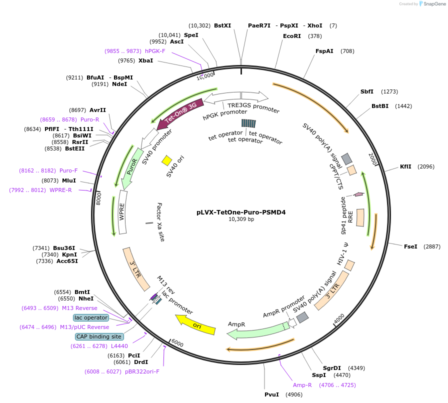202666-plasmid-map-sequence-id-402526