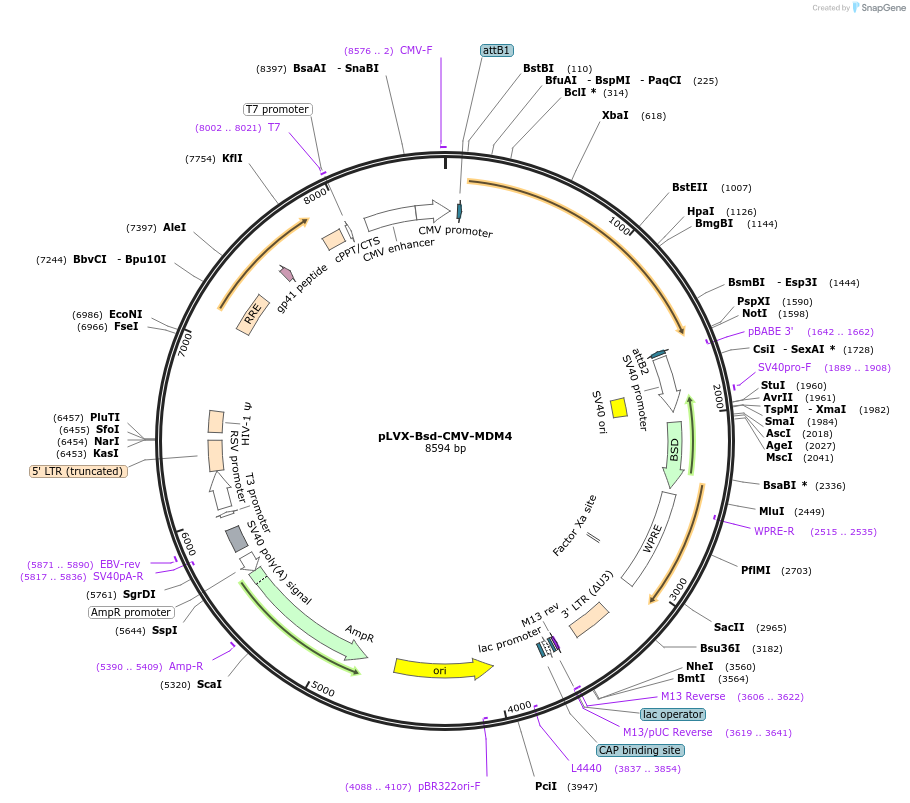 202669-plasmid-map-sequence-id-402527