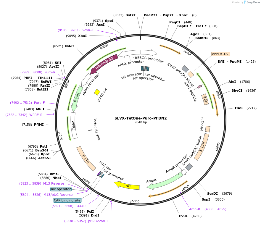202664-plasmid-map-sequence-id-402529