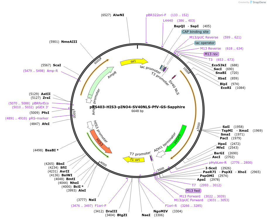 203658-plasmid-map-sequence-id-402536