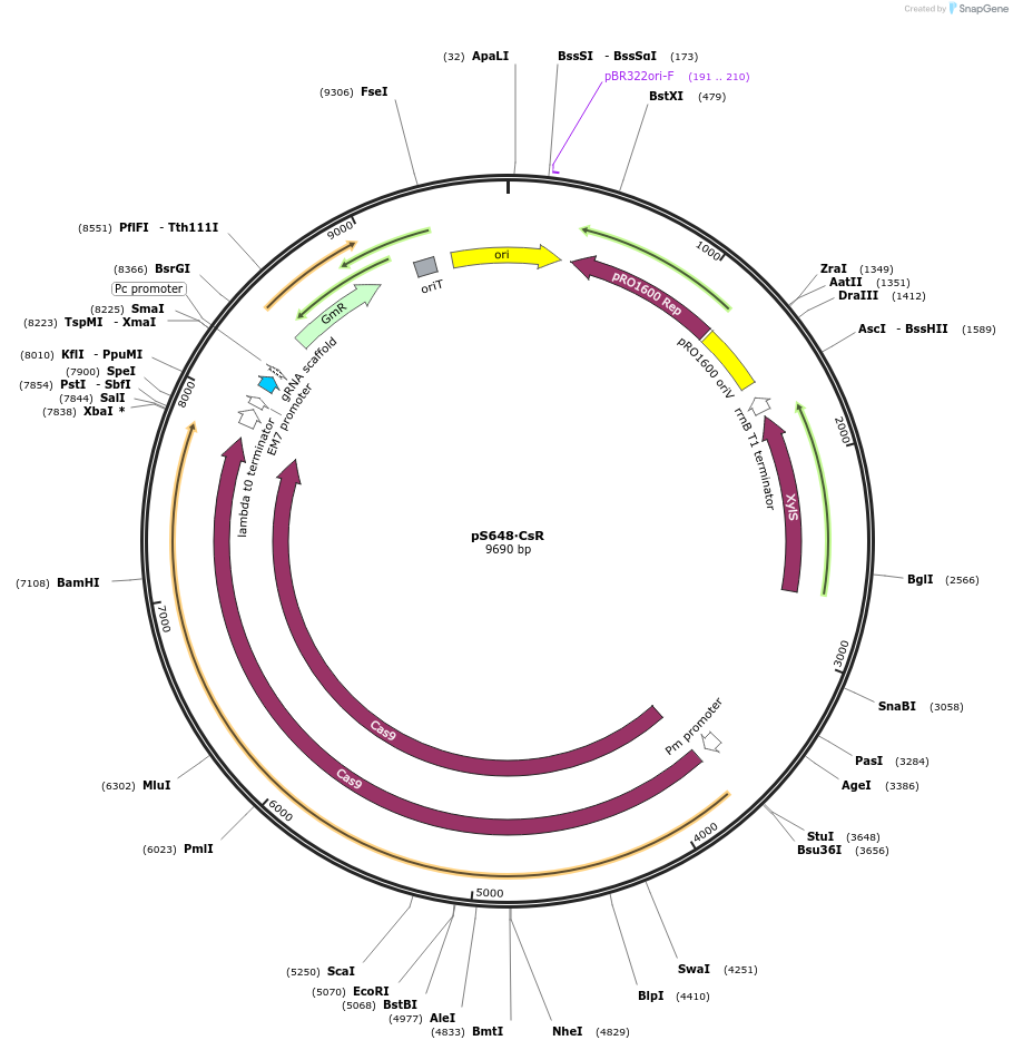 197860-plasmid-map-sequence-id-402537