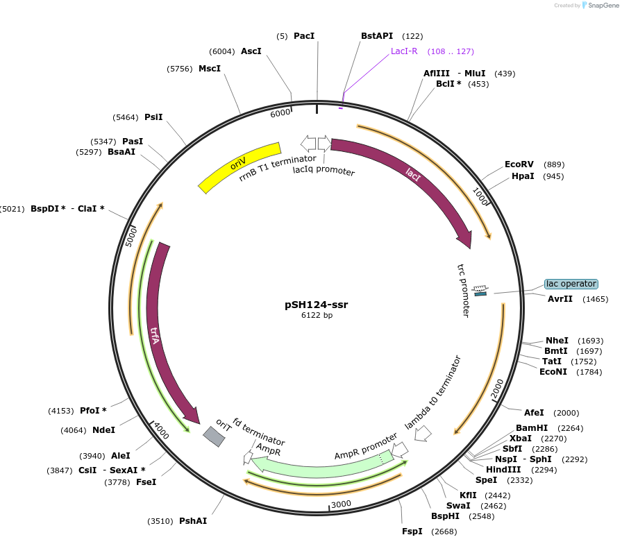 198025-plasmid-map-sequence-id-402539