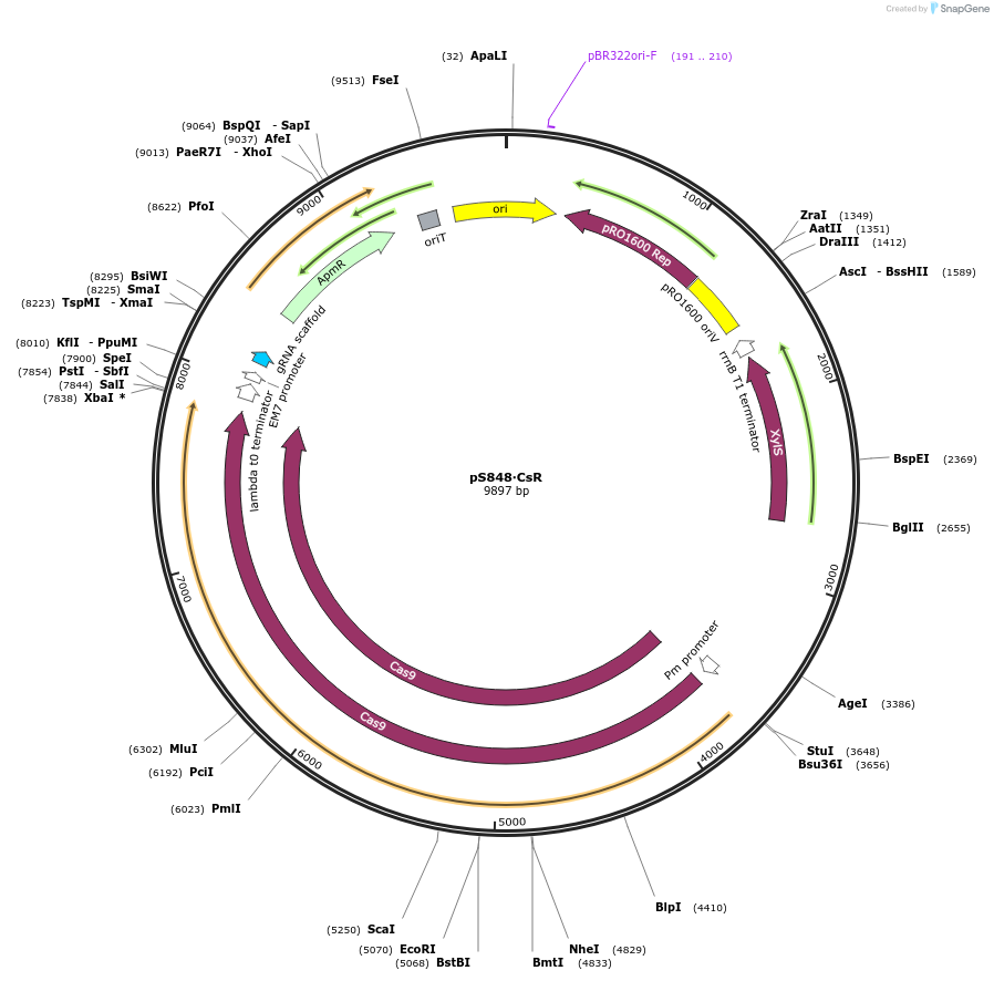 199240-plasmid-map-sequence-id-402542