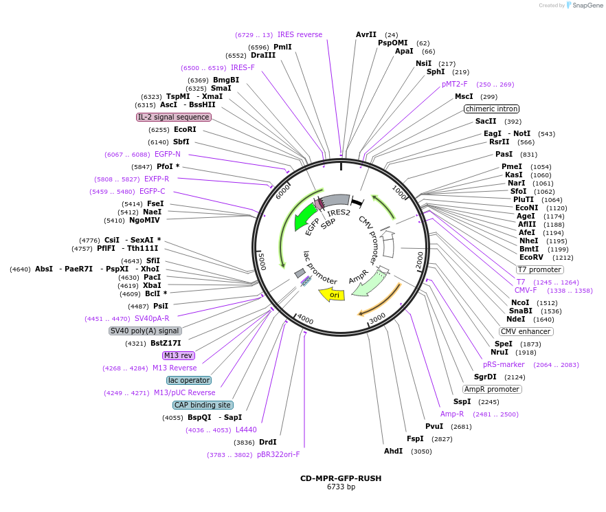 202797-plasmid-map-sequence-id-402545