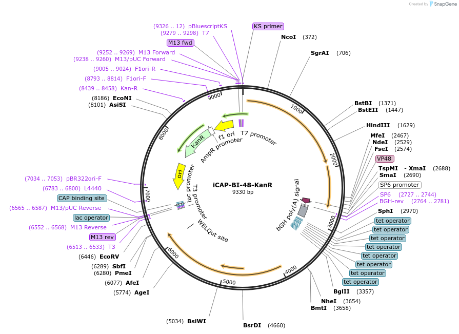 203533-plasmid-map-sequence-id-402547