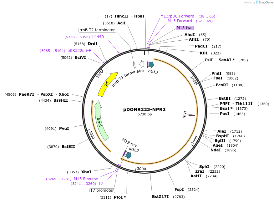 23479-plasmid-map-sequence-id-402568