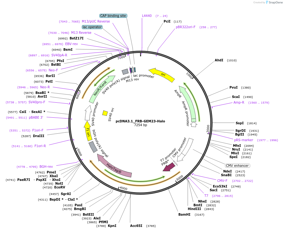 197060-plasmid-map-sequence-id-402597