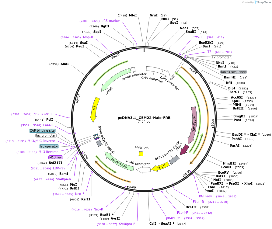 197059-plasmid-map-sequence-id-402599