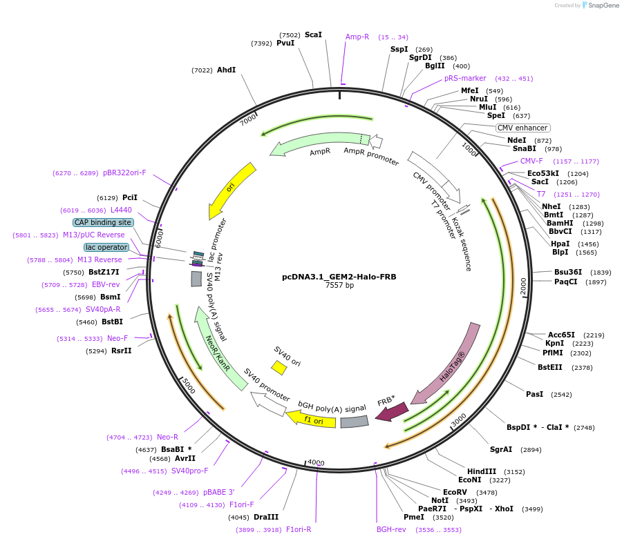 197056-plasmid-map-sequence-id-402603