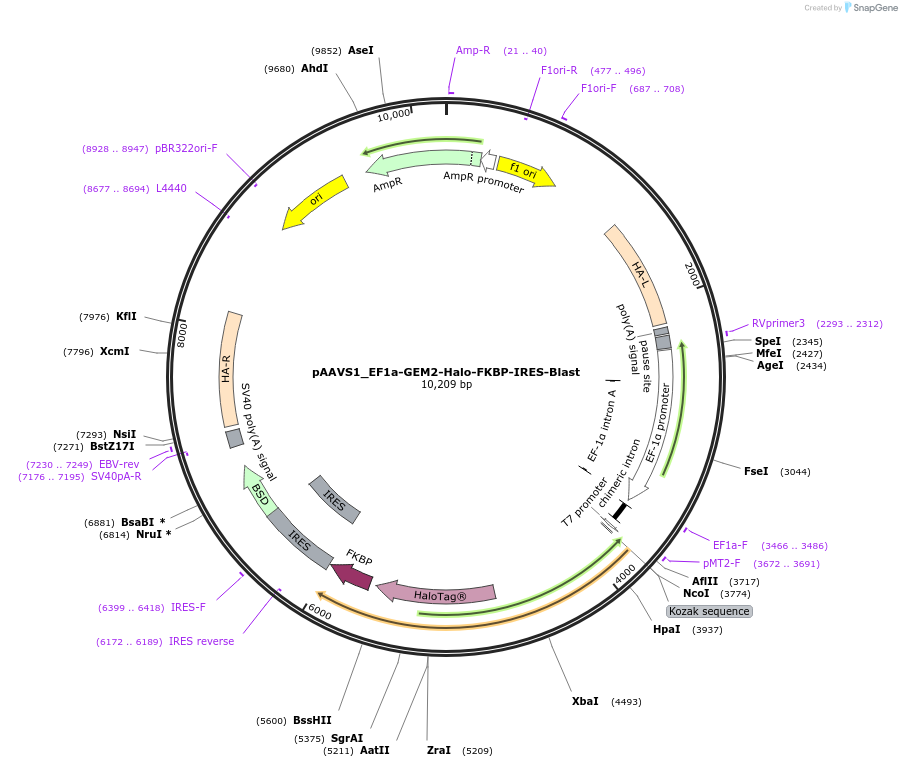 197066-plasmid-map-sequence-id-402604