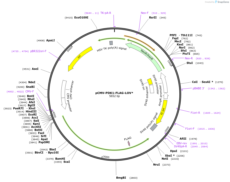 202205-plasmid-map-sequence-id-402609