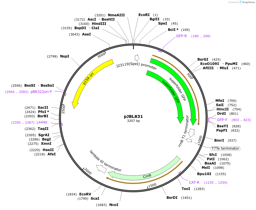 204137-plasmid-map-sequence-id-402611
