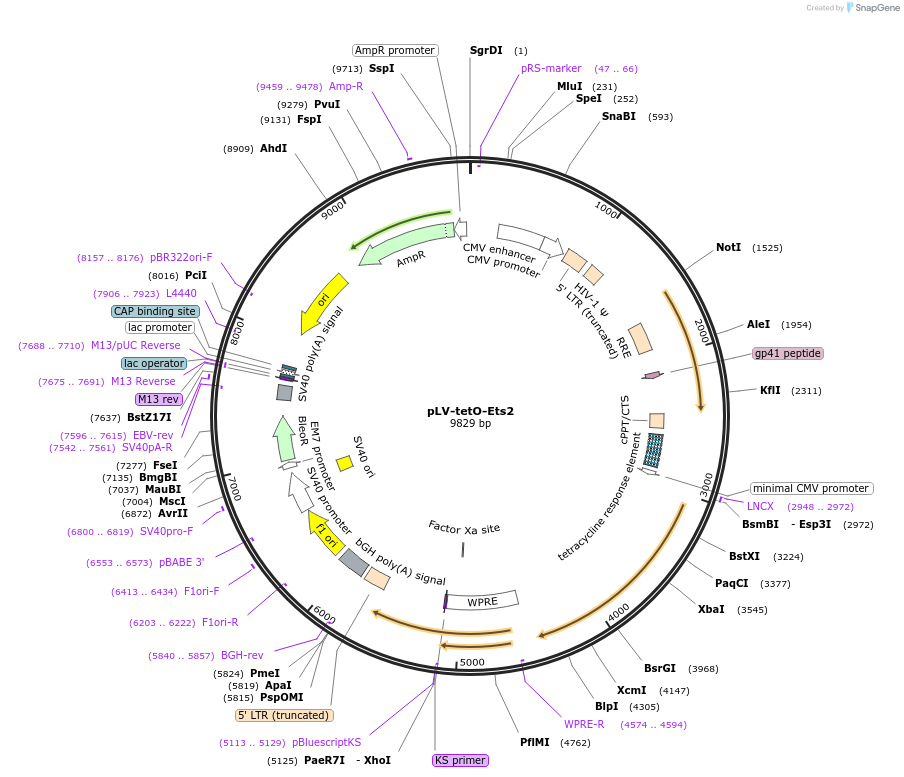 70272-plasmid-map-sequence-id-402620