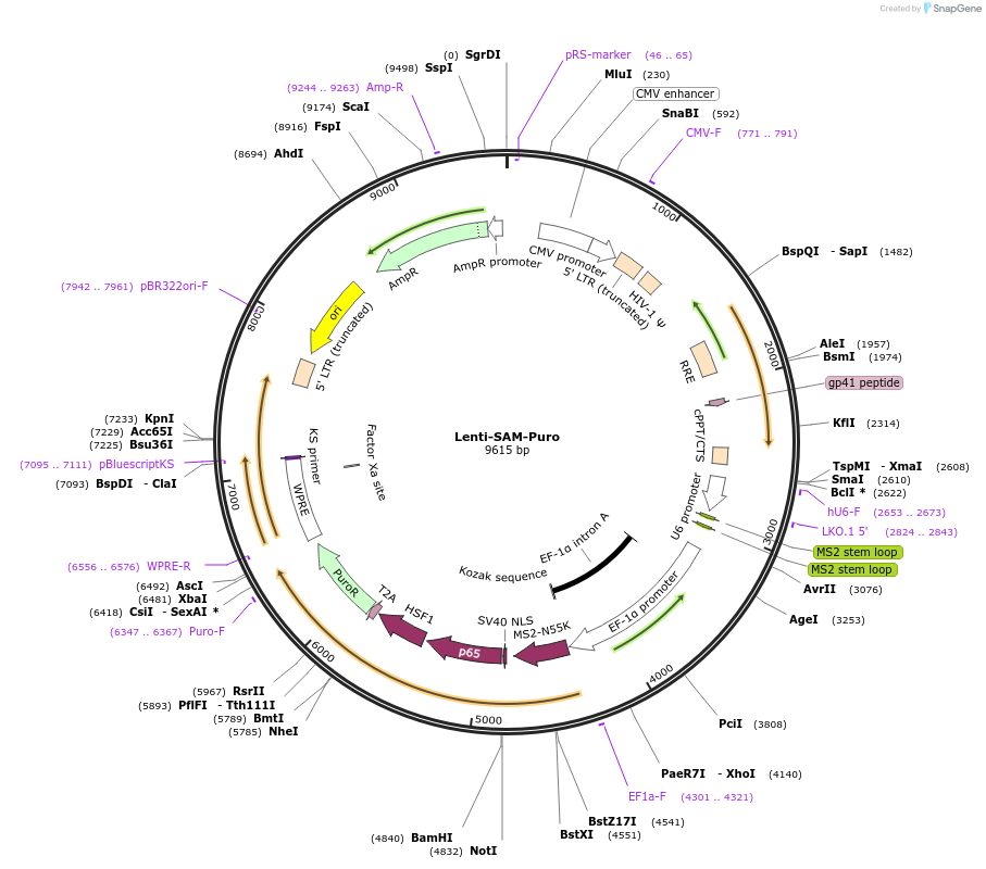 198713-plasmid-map-sequence-id-402626
