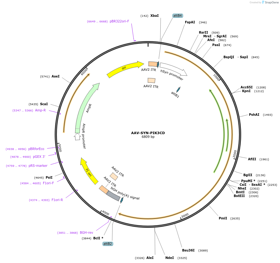 203730-plasmid-map-sequence-id-402632