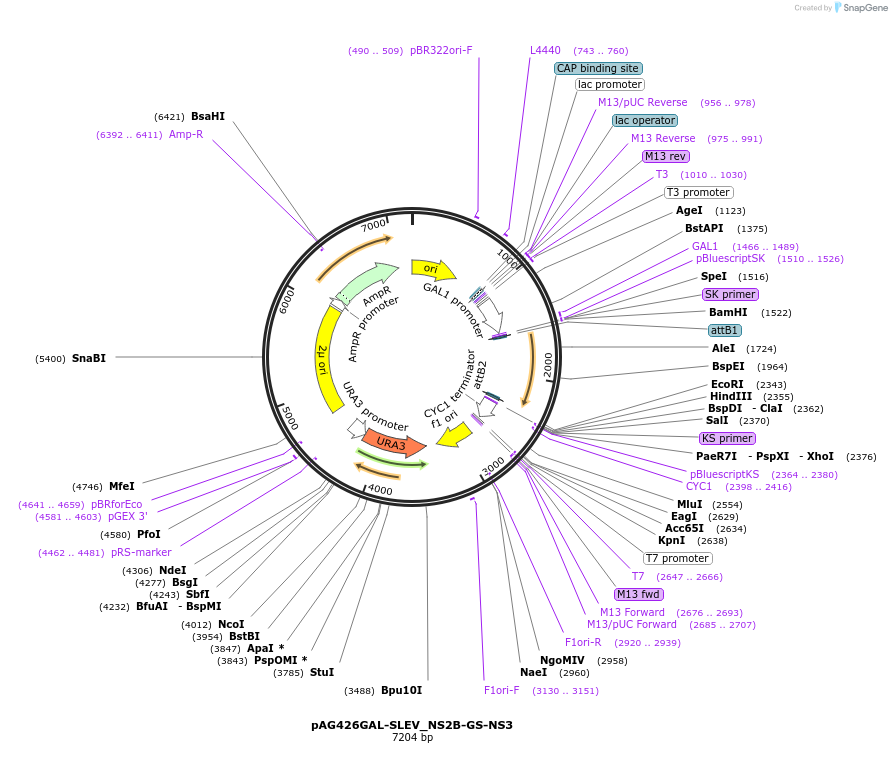 203510-plasmid-map-sequence-id-402633