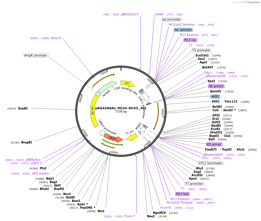203503-plasmid-map-sequence-id-402635