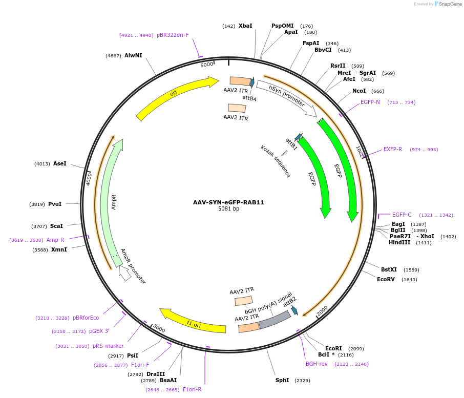 203731-plasmid-map-sequence-id-402636