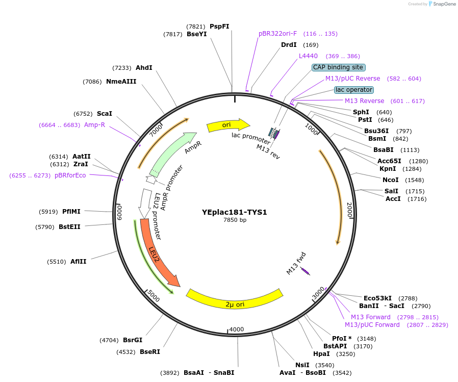 8629-plasmid-map-sequence-id-402638