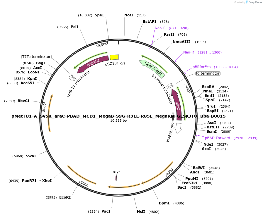 202025-plasmid-map-sequence-id-402643