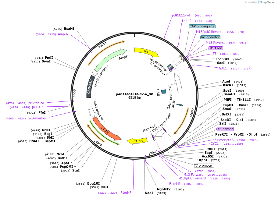 203474-plasmid-map-sequence-id-402644
