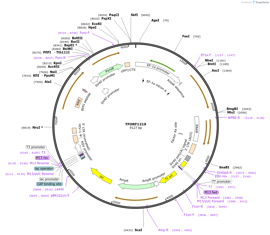 143939-plasmid-map-sequence-id-402645
