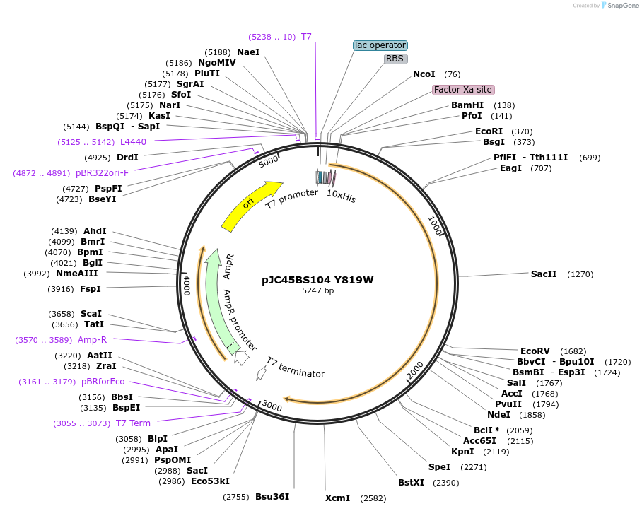 1307-plasmid-map-sequence-id-402649
