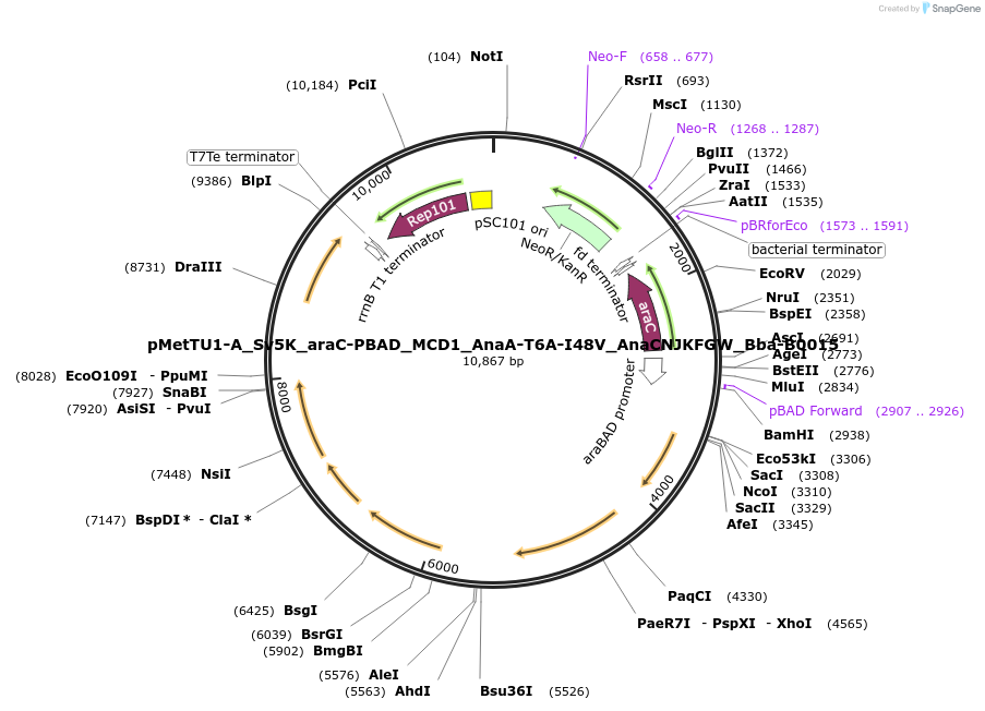 202023-plasmid-map-sequence-id-402651
