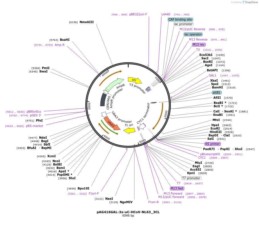 201938-plasmid-map-sequence-id-402653