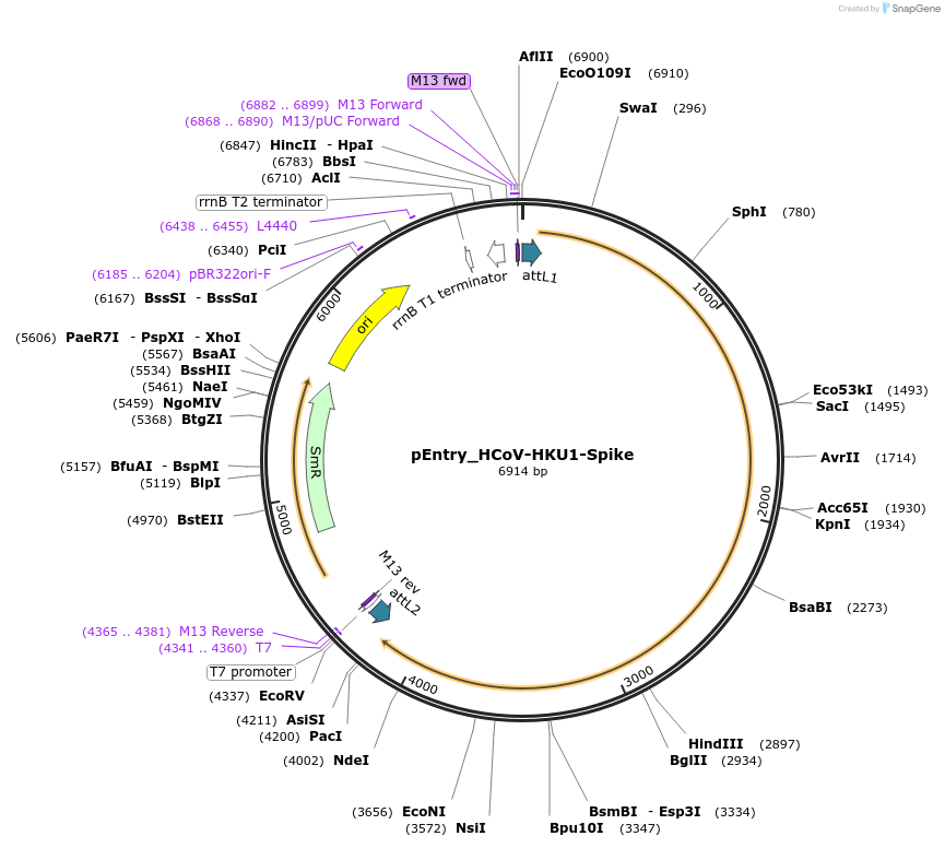 168911-plasmid-map-sequence-id-402655