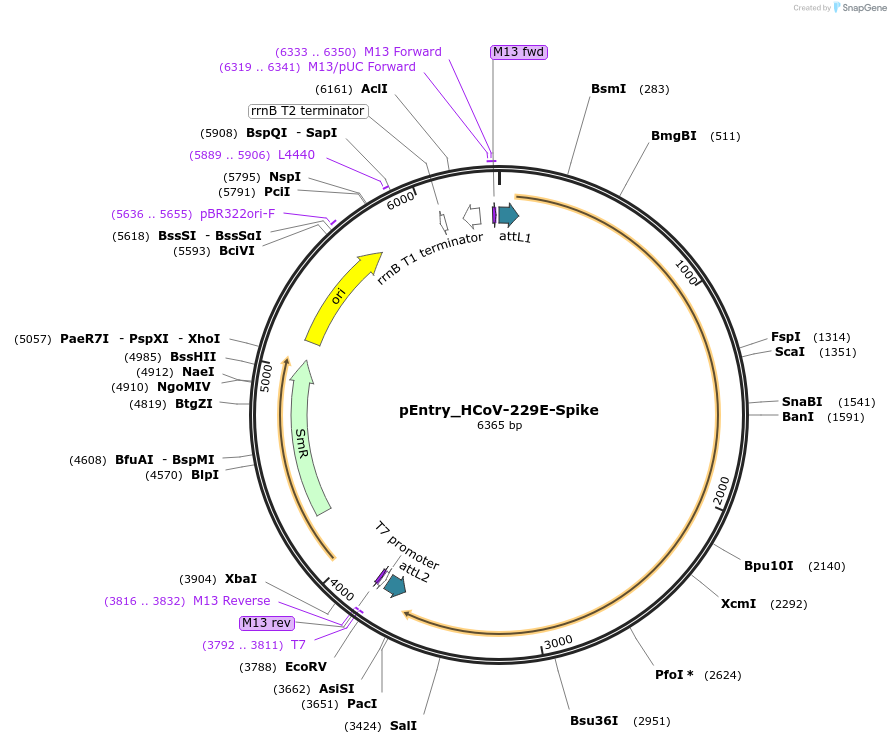 168971-plasmid-map-sequence-id-402658