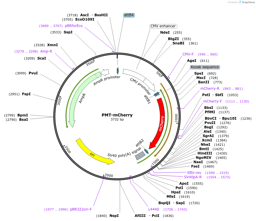 203781-plasmid-map-sequence-id-402661