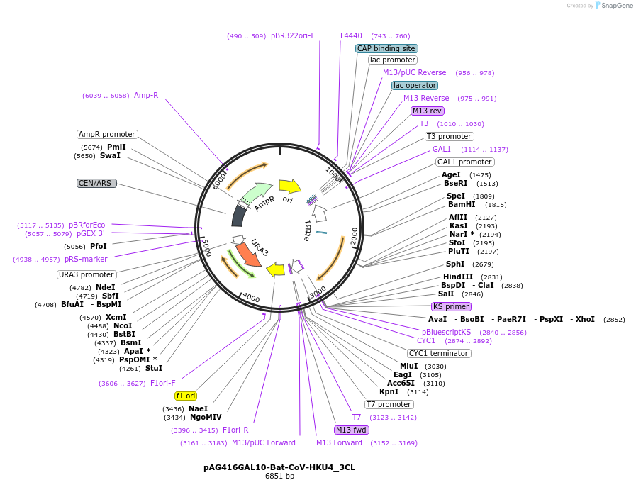 201943-plasmid-map-sequence-id-402674