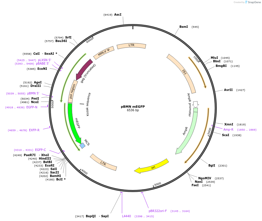 188643-plasmid-map-sequence-id-402681