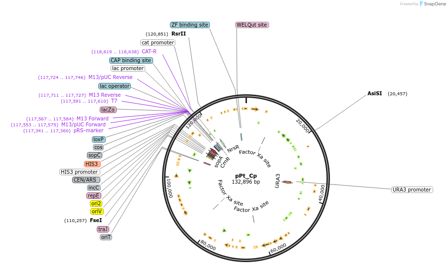 206855-plasmid-map-sequence-id-402693