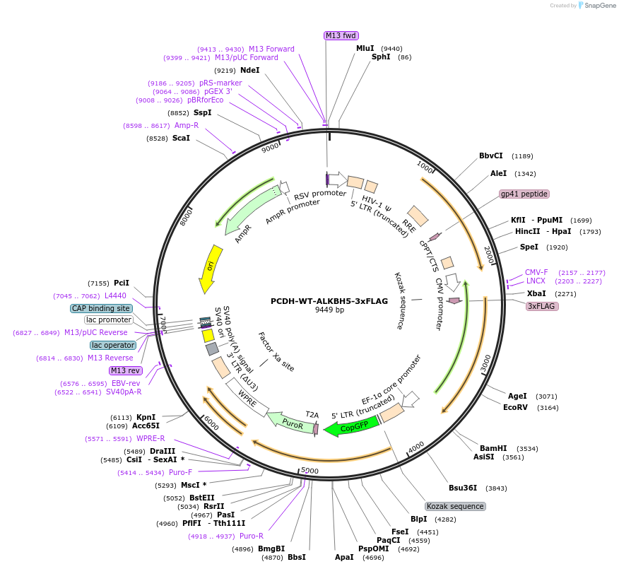 203736-plasmid-map-sequence-id-402746