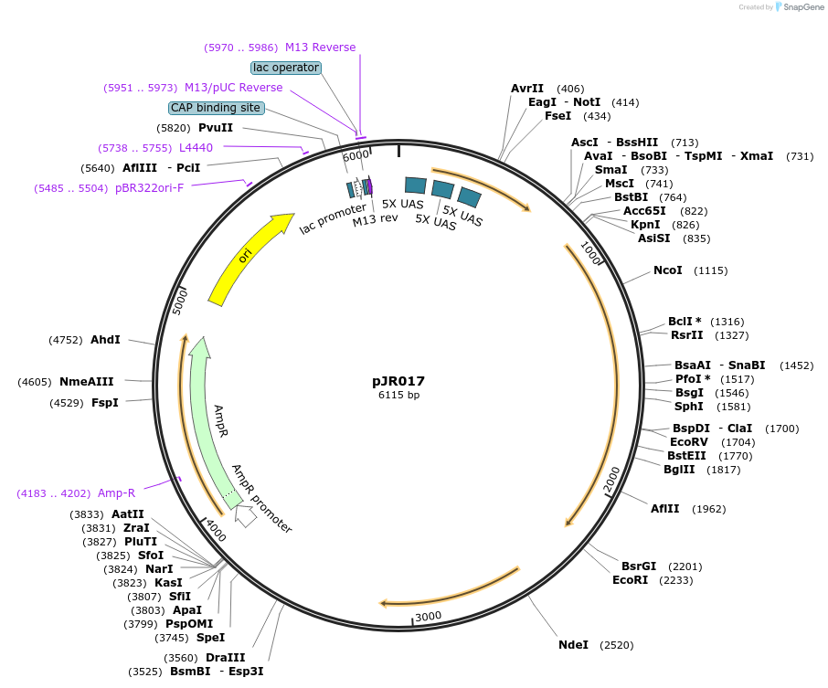 198835-plasmid-map-sequence-id-402750