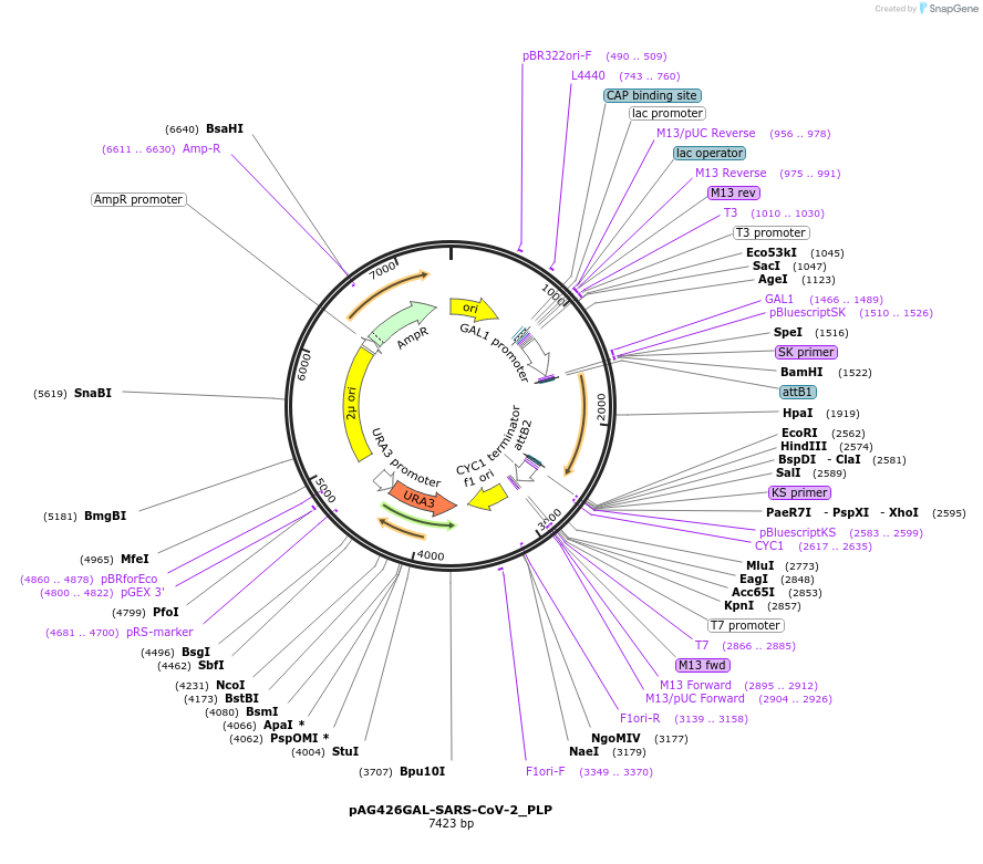 203509-plasmid-map-sequence-id-402753