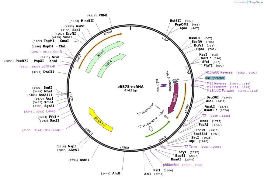 194087-plasmid-map-sequence-id-402768
