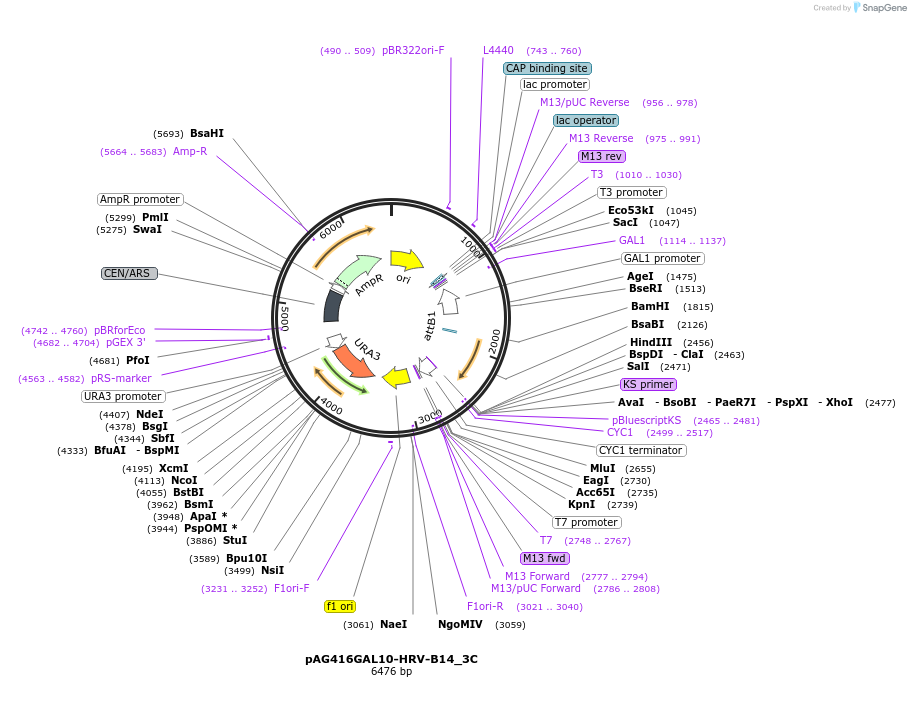 203466-plasmid-map-sequence-id-402787