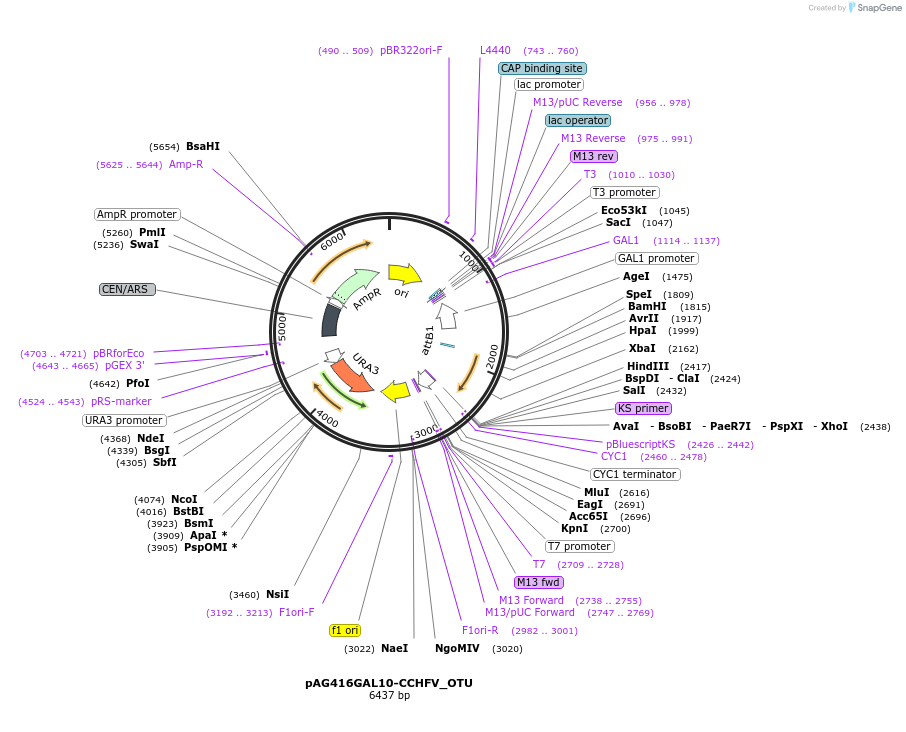 201945-plasmid-map-sequence-id-402790