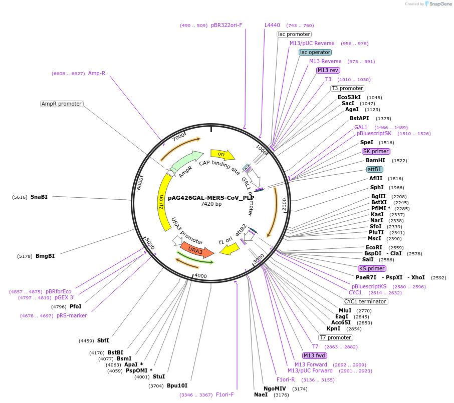 203508-plasmid-map-sequence-id-402806