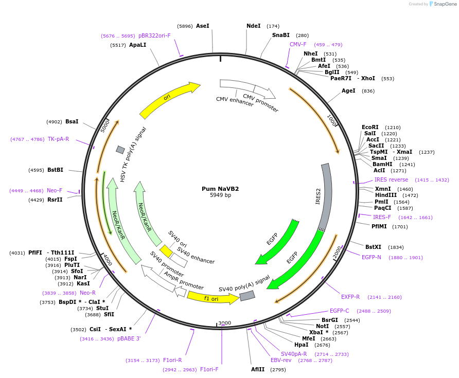 200231-plasmid-map-sequence-id-402837