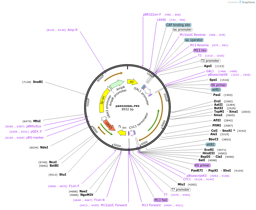 203501-plasmid-map-sequence-id-402839
