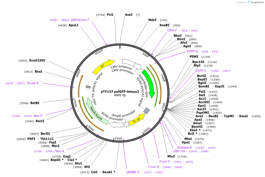 202410-plasmid-map-sequence-id-402842