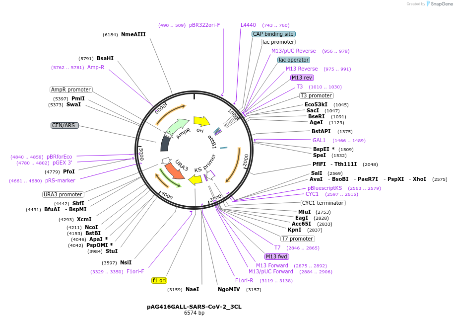 203496-plasmid-map-sequence-id-402845