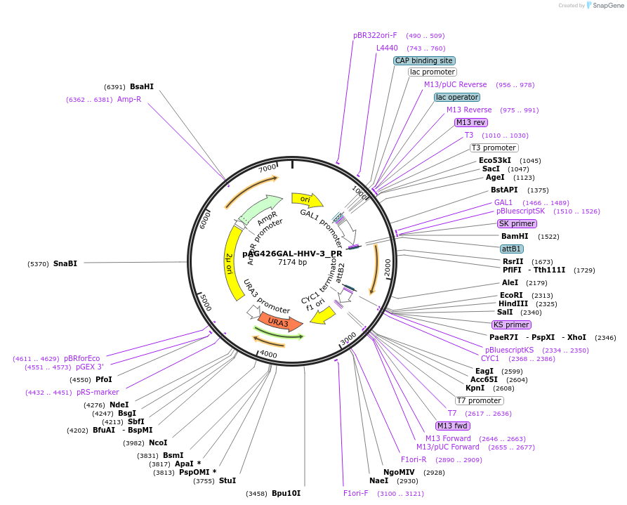 203505-plasmid-map-sequence-id-402852
